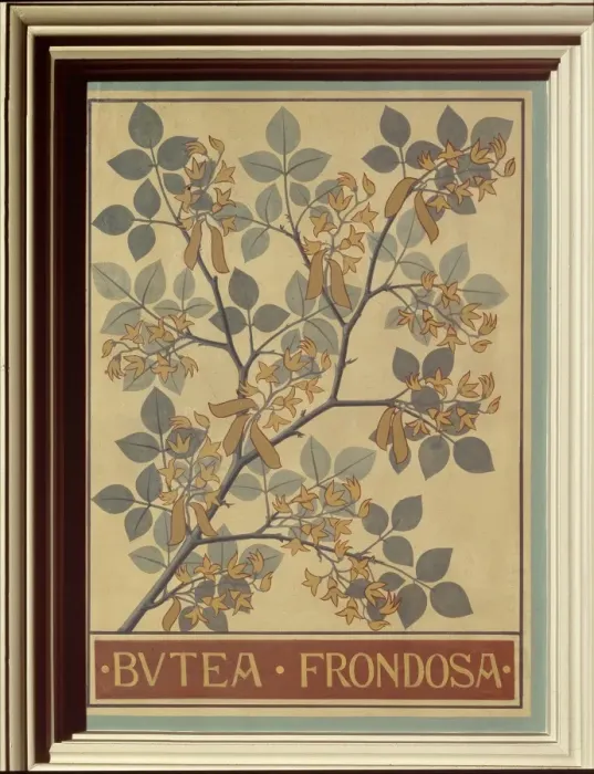 Framed Print : Butea frondosa, flame of the forest Framed Print : Butea frondosa, flame of the forest