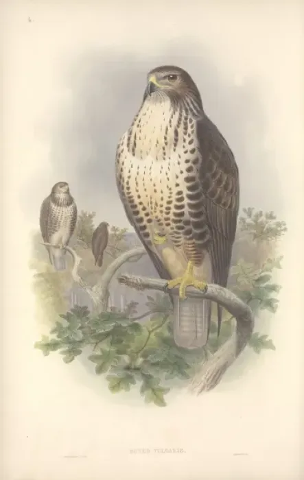 Framed Print : Buteo buteo, Eurasian buzzard Framed Print : Buteo buteo, Eurasian buzzard