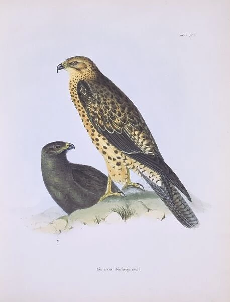 Buteo galapagoensis, Galapagos hawk
