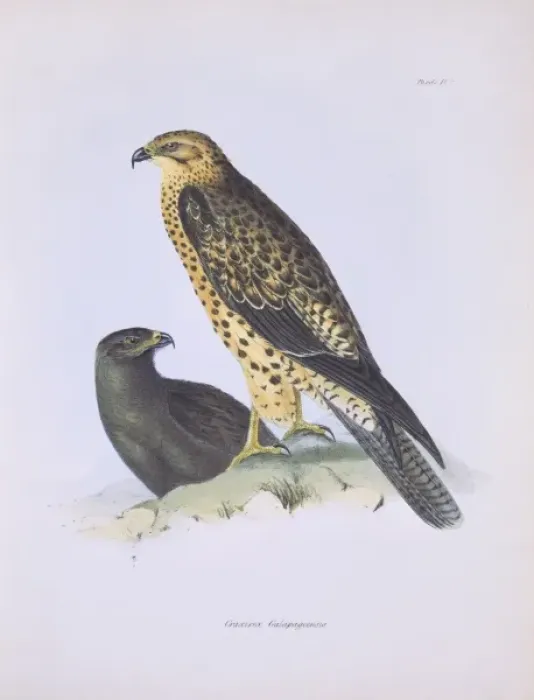 Framed Print : Buteo galapagoensis, Galapagos hawk