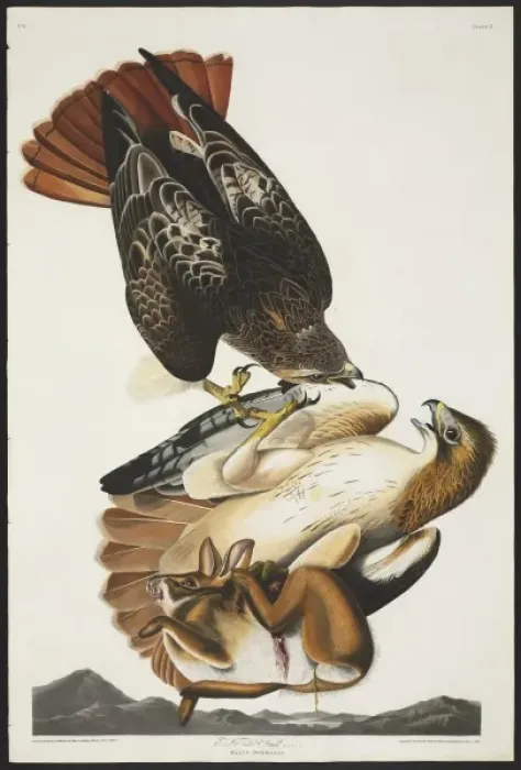 Framed Print : Buteo jamaicensis, red-tailed hawk Framed Print : Buteo jamaicensis, red-tailed hawk