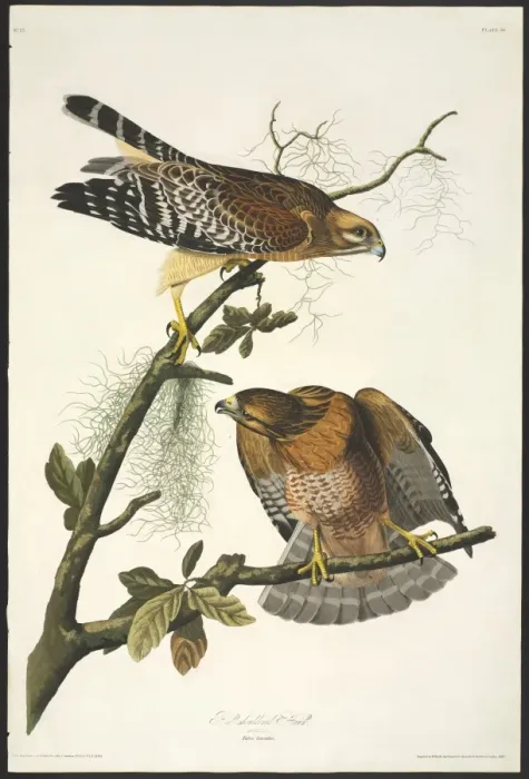 Framed Print : Buteo lineatus, red-shouldered hawk Framed Print : Buteo lineatus, red-shouldered hawk