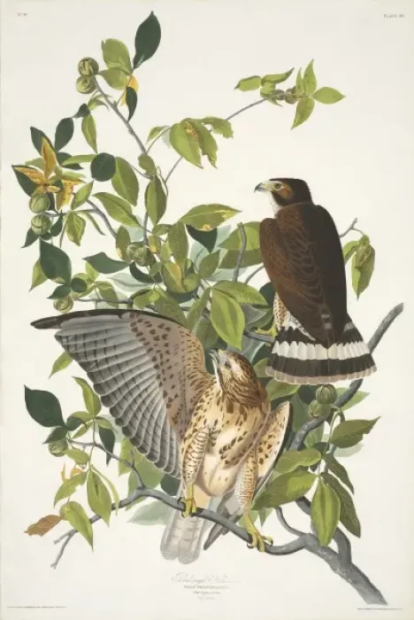 Framed Print : Buteo platypterus, broad-winged hawk Framed Print : Buteo platypterus, broad-winged hawk