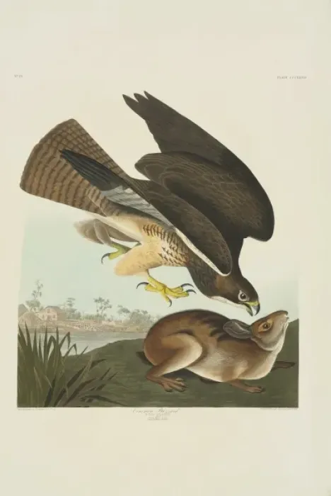 Framed Print : Buteo swainsoni, Swainsons hawk Framed Print : Buteo swainsoni, Swainsons hawk