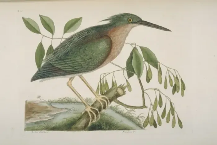 Framed Print : Butorides virescens, green heron Framed Print : Butorides virescens, green heron