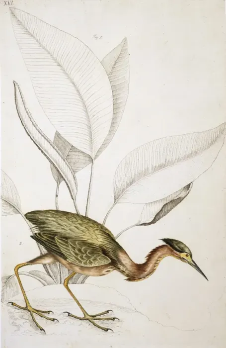 Framed Print : Butorides virescens, green heron Framed Print : Butorides virescens, green heron