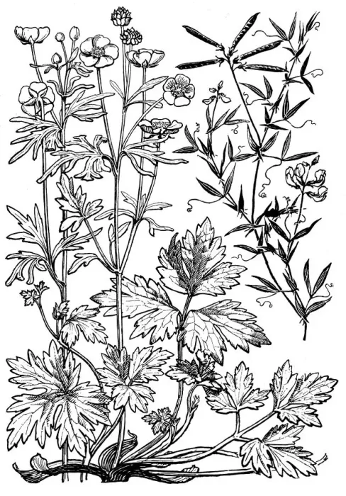 Framed Print : Buttercup, etc Framed Print : Buttercup, etc