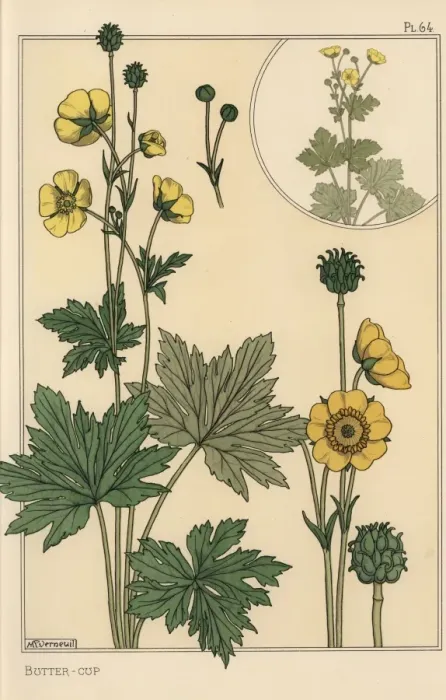 Framed Print : Buttercup botanical study