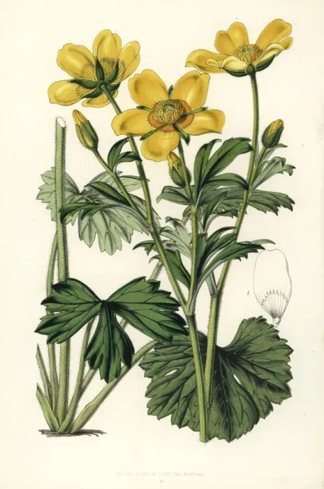 Framed Print : Buttercup, Ranunculus spicatus