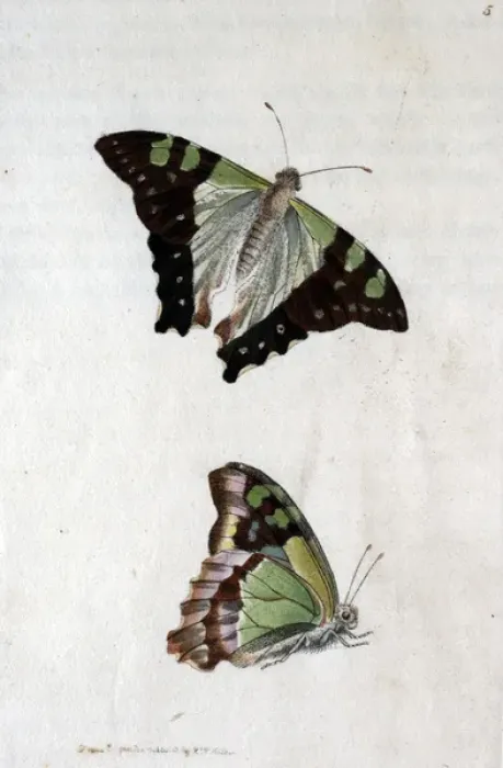 Framed Print : Two butterflies Framed Print : Two butterflies