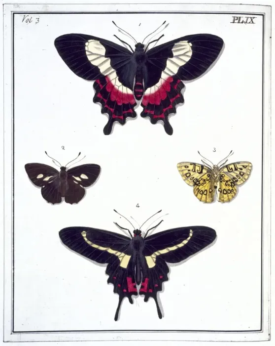 Framed Print : Four butterflies Framed Print : Four butterflies