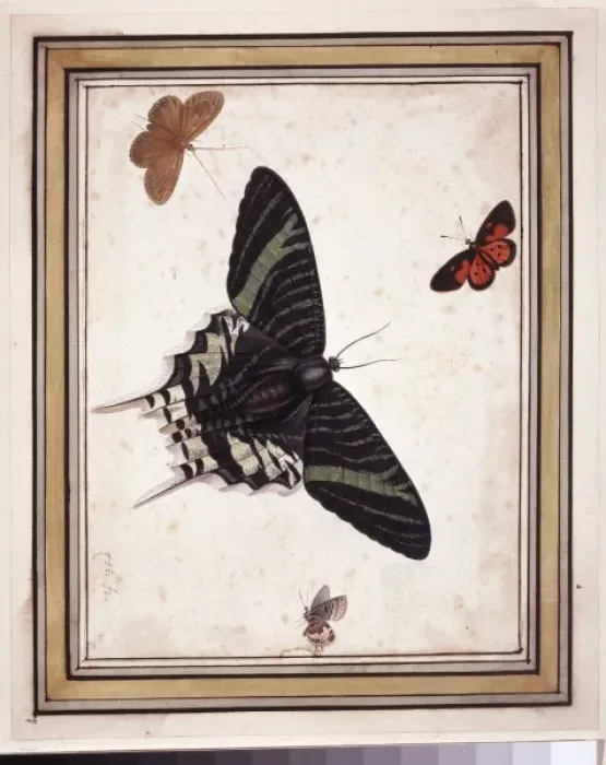 Framed Print : Butterflies Framed Print : Butterflies