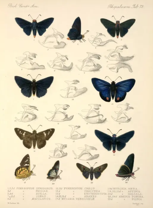 Framed Print : Butterflies Framed Print : Butterflies