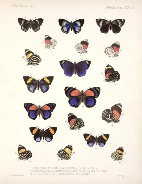 Framed Print : Butterflies Framed Print : Butterflies