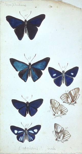 Butterflies from the Amazon by H.W. Bates