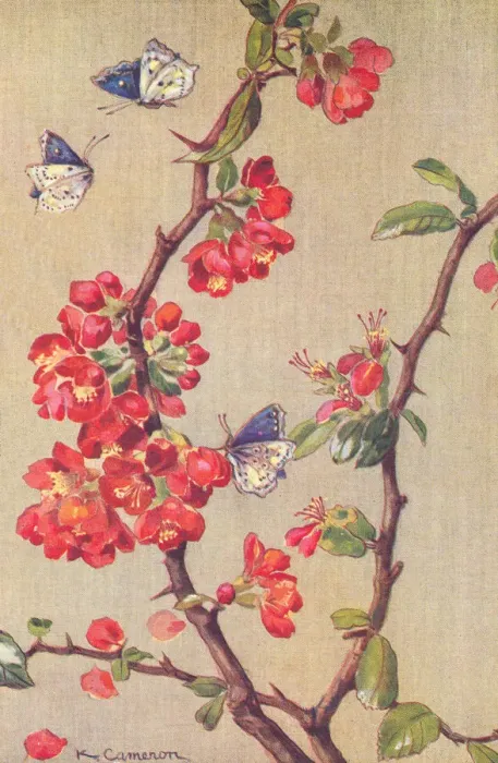 Framed Print : Butterflies and Apple Blossom Framed Print : Butterflies and Apple Blossom