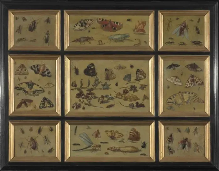 Framed Print : Butterflies - attrib. to Jan van Kessel Framed Print : Butterflies - attrib. to Jan van Kessel