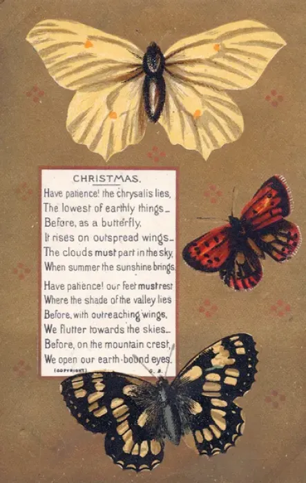 Framed Print : Three butterflies on a Christmas card Framed Print : Three butterflies on a Christmas card