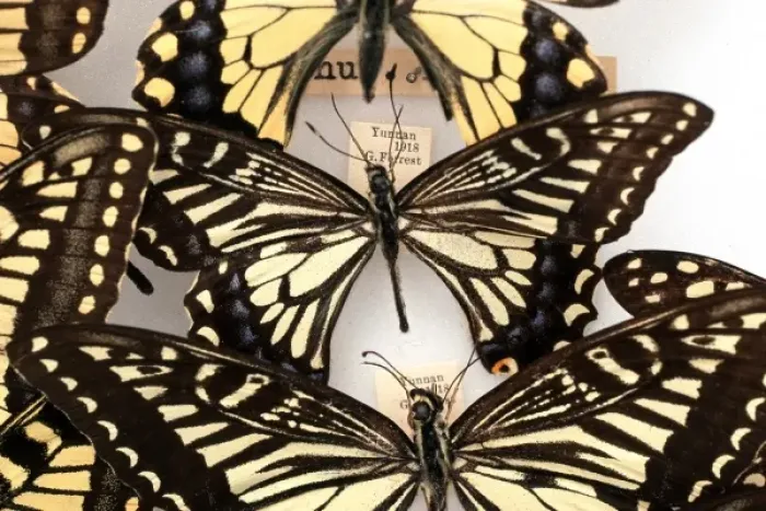 Framed Print : Butterflies on display Framed Print : Butterflies on display