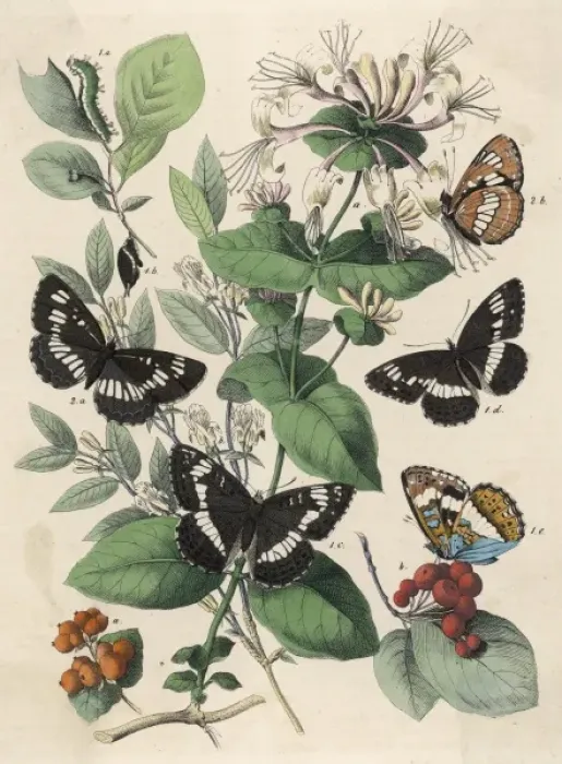 Framed Print : Butterflies on Leaves Framed Print : Butterflies on Leaves