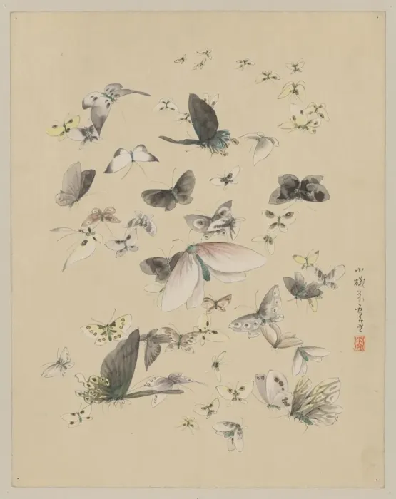 Framed Print : Butterflies and moths Framed Print : Butterflies and moths