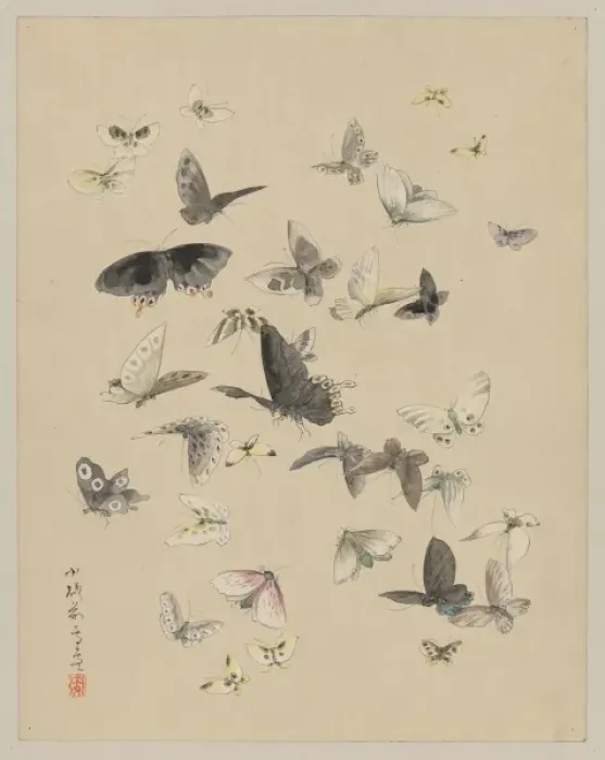 Framed Print : Butterflies and moths Framed Print : Butterflies and moths
