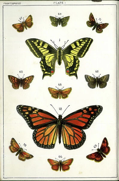 Butterflies and Moths, Plate 1, Papiliones, Erycinidae, etc