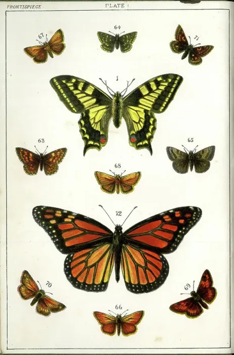 Framed Print : Butterflies and Moths, Plate 1, Papiliones, Erycinidae, etc Framed Print : Butterflies and Moths, Plate 1, Papiliones, Erycinidae, etc