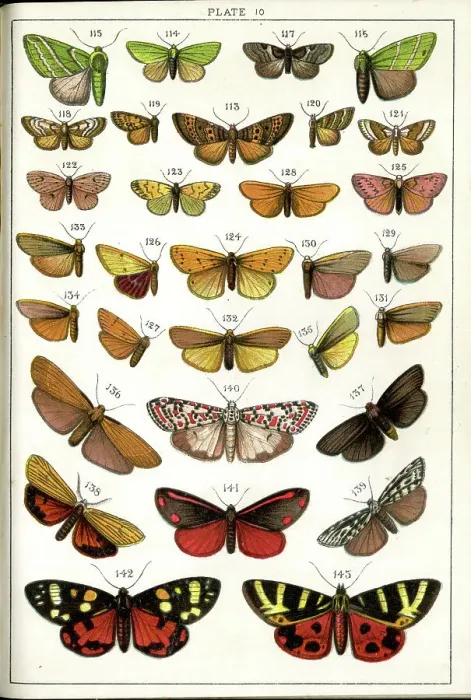 Framed Print : Butterflies and Moths, Plate 10, Bombyces, Arctiadae Framed Print : Butterflies and Moths, Plate 10, Bombyces, Arctiadae