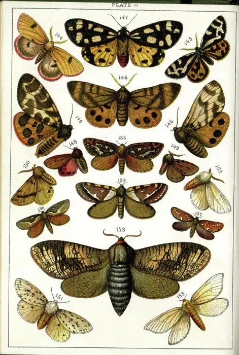 Framed Print : Butterflies and Moths, Plate 11, Bombyces, Arctiadae, etc Framed Print : Butterflies and Moths, Plate 11, Bombyces, Arctiadae, etc