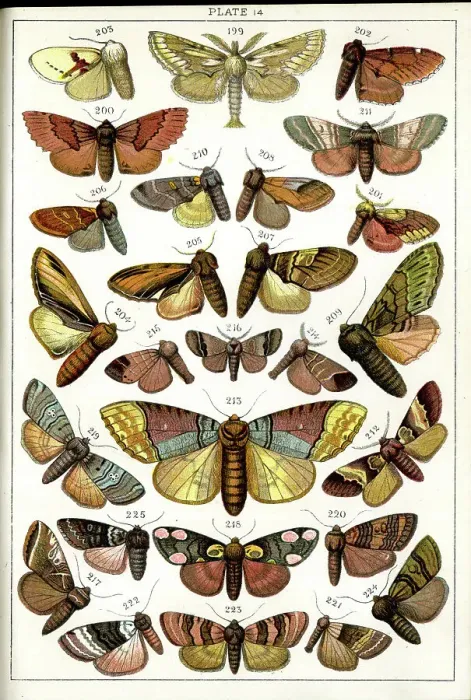 Framed Print : Butterflies and Moths, Plate 14, Bombyces, Notodontidae, etc Framed Print : Butterflies and Moths, Plate 14, Bombyces, Notodontidae, etc