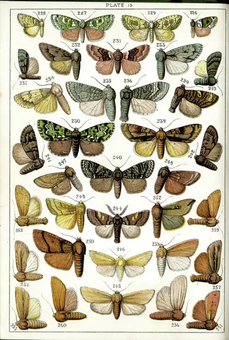 Framed Print : Butterflies and Moths, Plate 15, Noctuae, Acronyctidae, etc Framed Print : Butterflies and Moths, Plate 15, Noctuae, Acronyctidae, etc