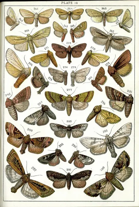 Framed Print : Butterflies and Moths, Plate 16, Noctuae, Leucaniidae, etc Framed Print : Butterflies and Moths, Plate 16, Noctuae, Leucaniidae, etc