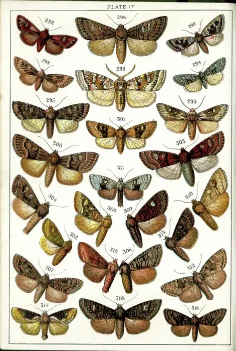 Framed Print : Butterflies and Moths, Plate 17, Noctuae, Apameidae Framed Print : Butterflies and Moths, Plate 17, Noctuae, Apameidae
