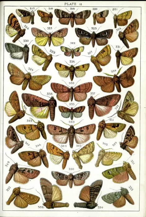Framed Print : Butterflies and Moths, Plate 18, Noctuae, Caradrinidae, etc Framed Print : Butterflies and Moths, Plate 18, Noctuae, Caradrinidae, etc