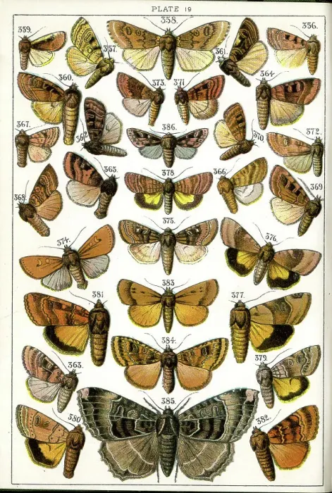 Framed Print : Butterflies and Moths, Plate 19, Noctuae, Noctuidae Framed Print : Butterflies and Moths, Plate 19, Noctuae, Noctuidae