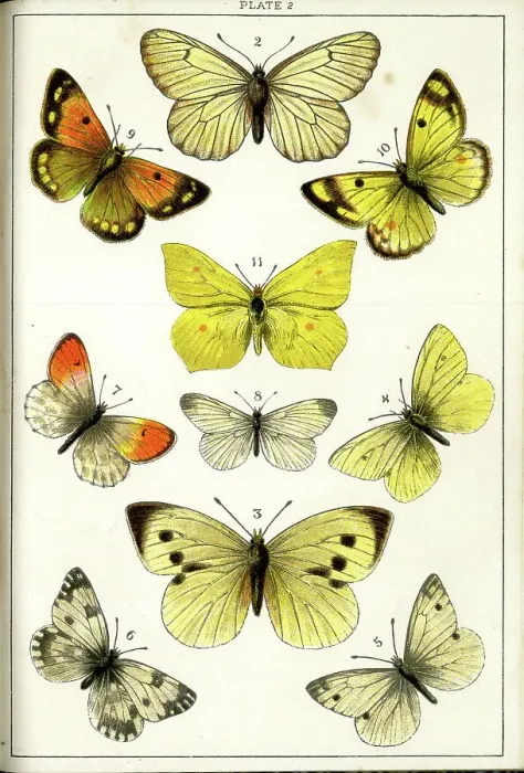 Framed Print : Butterflies and Moths, Plate 2, Papiliones, Pieridae Framed Print : Butterflies and Moths, Plate 2, Papiliones, Pieridae