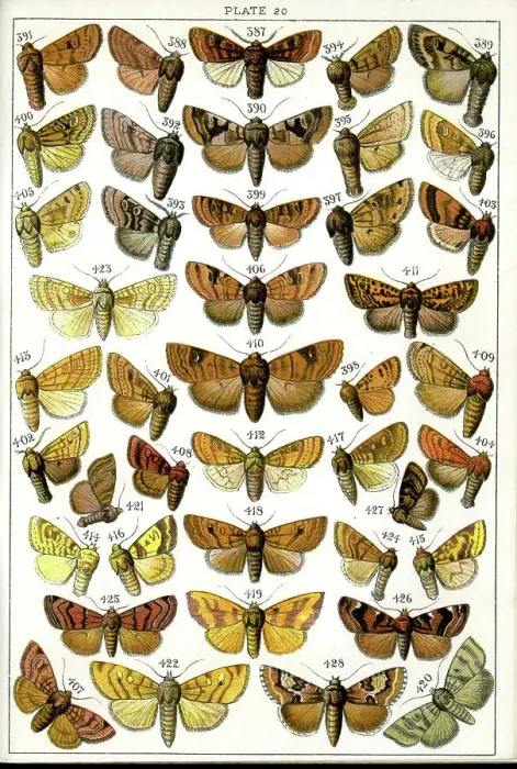 Framed Print : Butterflies and Moths, Plate 20, Noctuae, Orthosiidae, etc Framed Print : Butterflies and Moths, Plate 20, Noctuae, Orthosiidae, etc