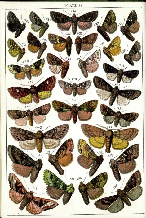 Framed Print : Butterflies and Moths, Plate 21, Noctuae, Hadenidae Framed Print : Butterflies and Moths, Plate 21, Noctuae, Hadenidae