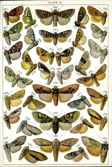 Framed Print : Butterflies and Moths, Plate 22, Noctuae, Hadenidae Framed Print : Butterflies and Moths, Plate 22, Noctuae, Hadenidae