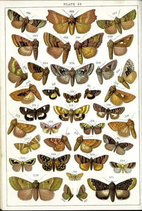 Framed Print : Butterflies and Moths, Plate 23, Noctuae, Plusiadae Framed Print : Butterflies and Moths, Plate 23, Noctuae, Plusiadae