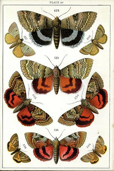 Butterflies and Moths, Plate 24, Noctuae, Plusiadae, etc