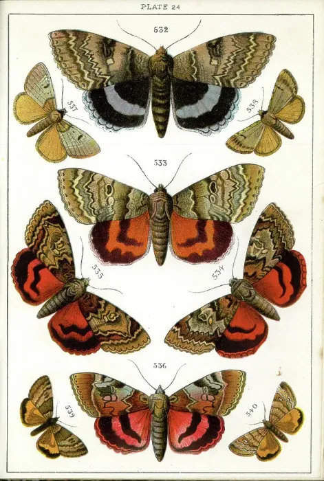 Framed Print : Butterflies and Moths, Plate 24, Noctuae, Plusiadae, etc Framed Print : Butterflies and Moths, Plate 24, Noctuae, Plusiadae, etc