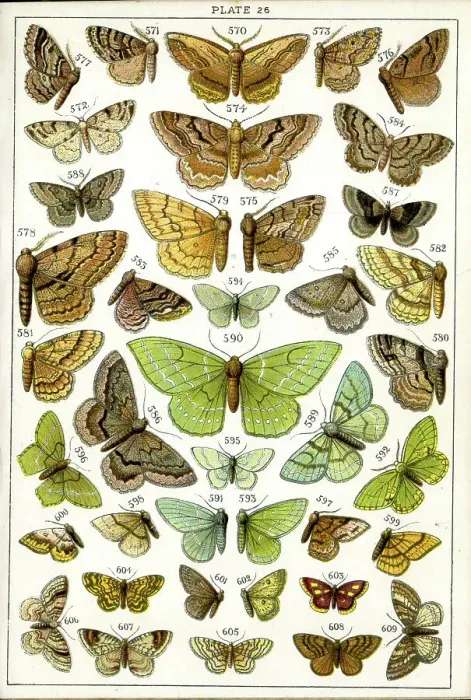Framed Print : Butterflies and Moths, Plate 26, Geometrae, Boarmiidae, etc Framed Print : Butterflies and Moths, Plate 26, Geometrae, Boarmiidae, etc