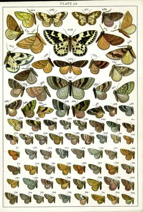 Framed Print : Butterflies and Moths, Plate 28, Geometrae, Fidoniidae, etc Framed Print : Butterflies and Moths, Plate 28, Geometrae, Fidoniidae, etc