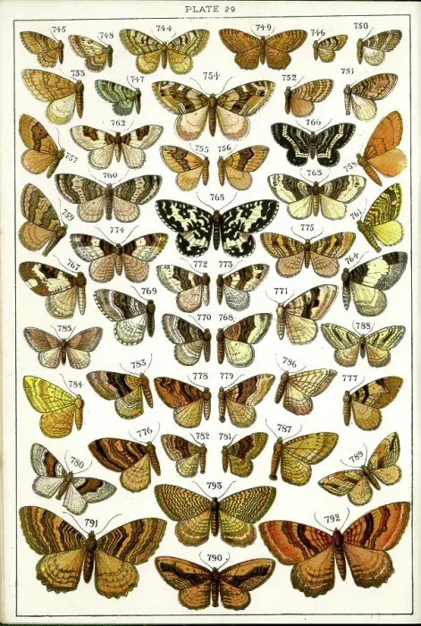 Framed Print : Butterflies and Moths, Plate 29, Geometrae, Hyberniidae Framed Print : Butterflies and Moths, Plate 29, Geometrae, Hyberniidae