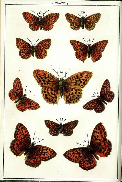Butterflies and Moths, Plate 3, Papiliones, Nymphalidae