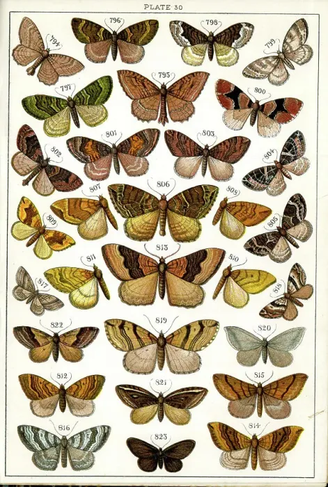 Framed Print : Butterflies and Moths, Plate 30, Geometrae, Hyberniidae, etc Framed Print : Butterflies and Moths, Plate 30, Geometrae, Hyberniidae, etc