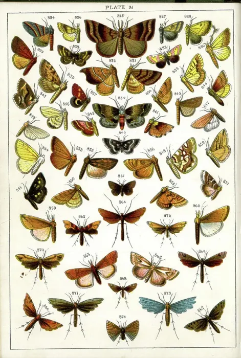 Framed Print : Butterflies and Moths, Plate 31, Pyrales, Pterophori Framed Print : Butterflies and Moths, Plate 31, Pyrales, Pterophori
