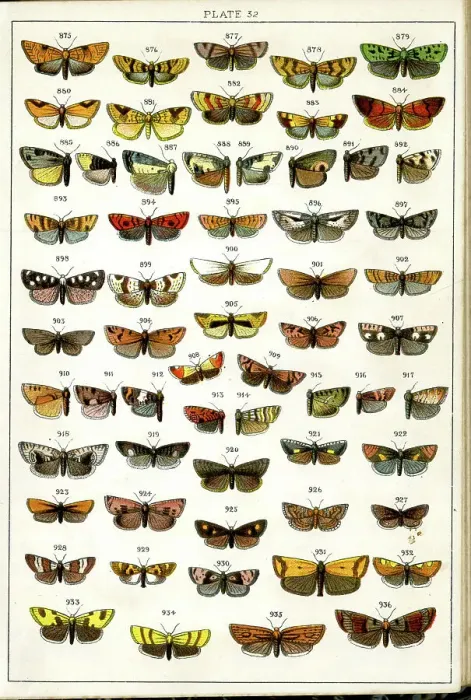 Framed Print : Butterflies and Moths, Plate 32, Tortrices Framed Print : Butterflies and Moths, Plate 32, Tortrices